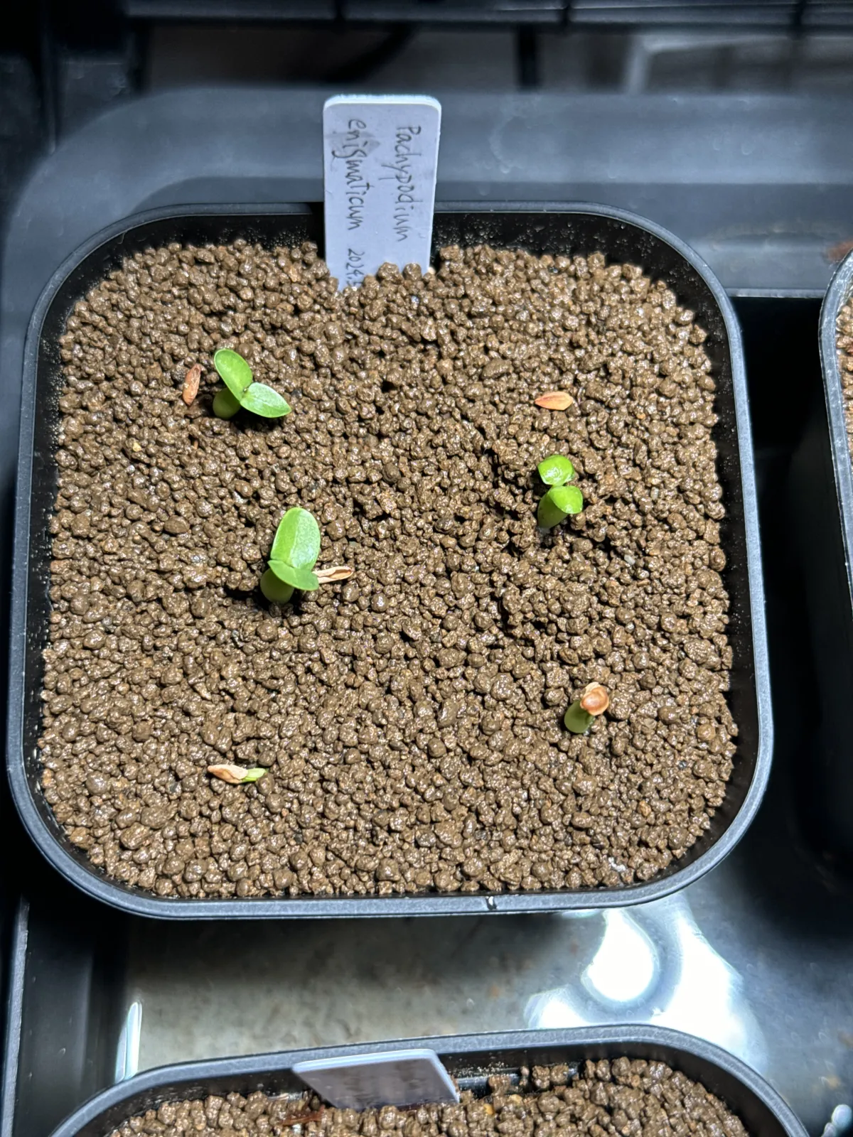 Pachypodium enigmaticum (パキポディウム エニグマチカム)