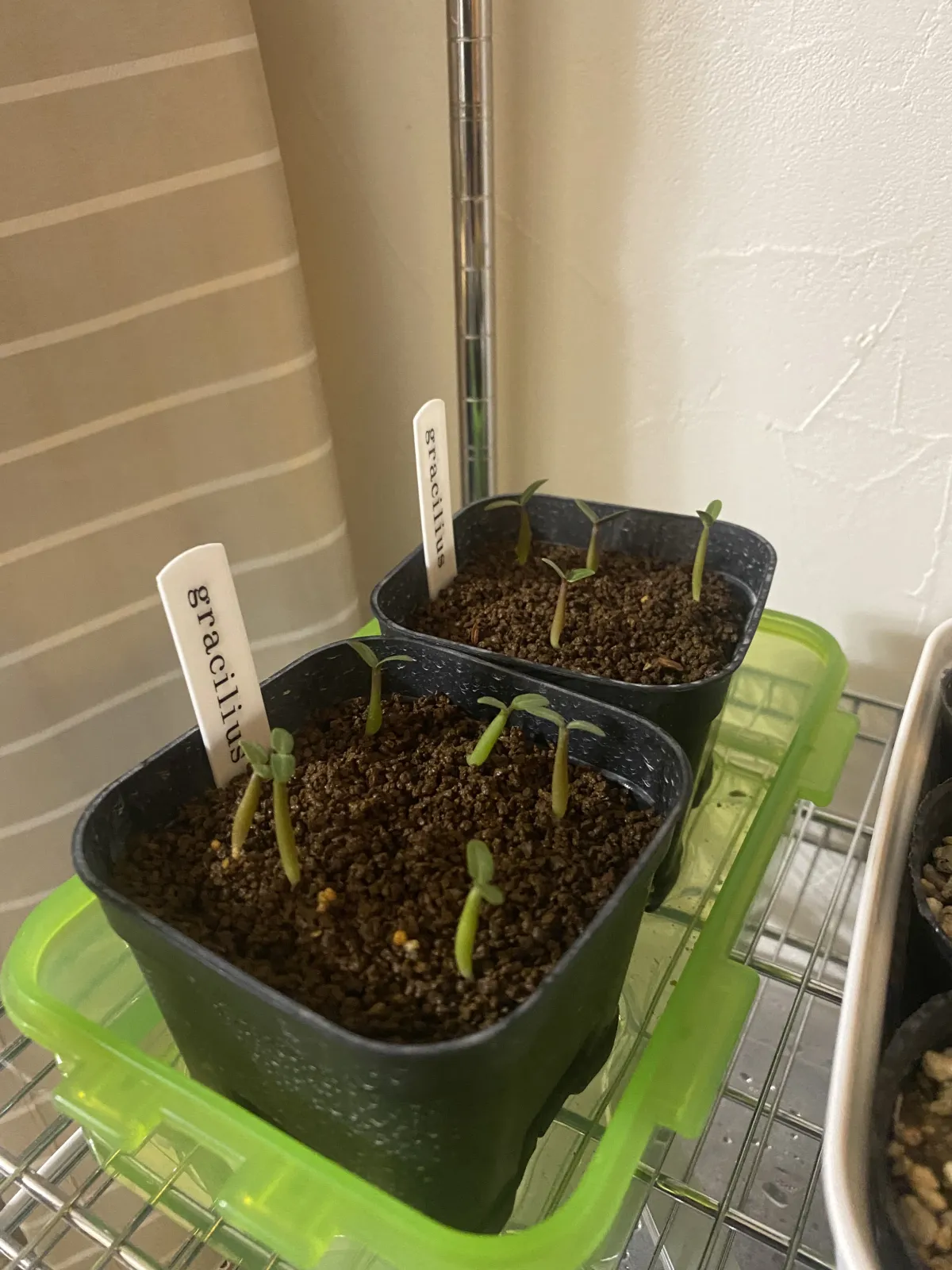 Pachypodium rosulatum var. gracilius (パキポディウム グラキリス)