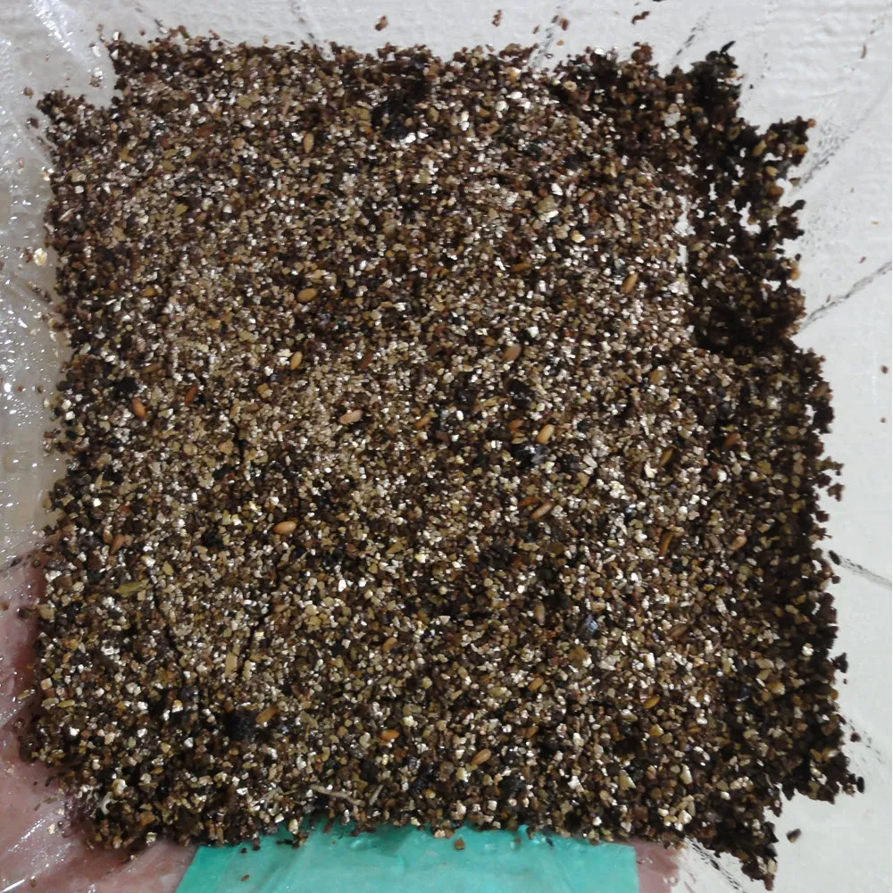 pachypodium brevicaule ssp. brevicaule