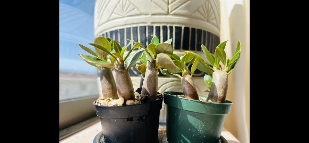 Adenium arabicum Black Giant (アデニウム アラビカム ブラックジャイアント)