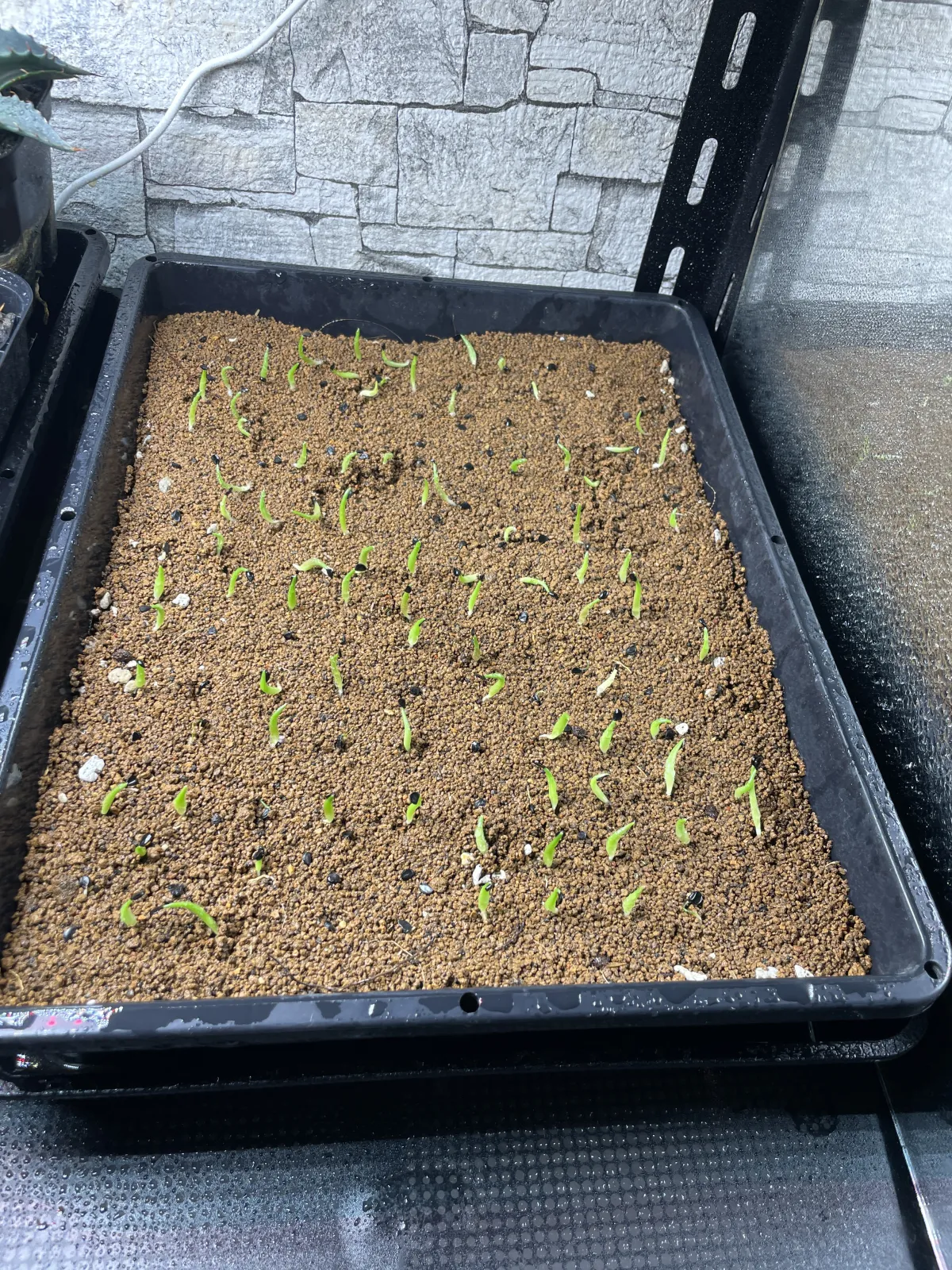 Agave titanota 'Blue' (アガベ チタノタブルー)