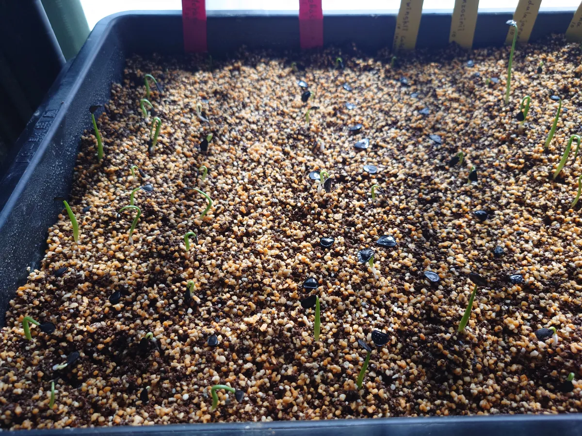 Agave sebastiana (アガベ セバスティアーナ)