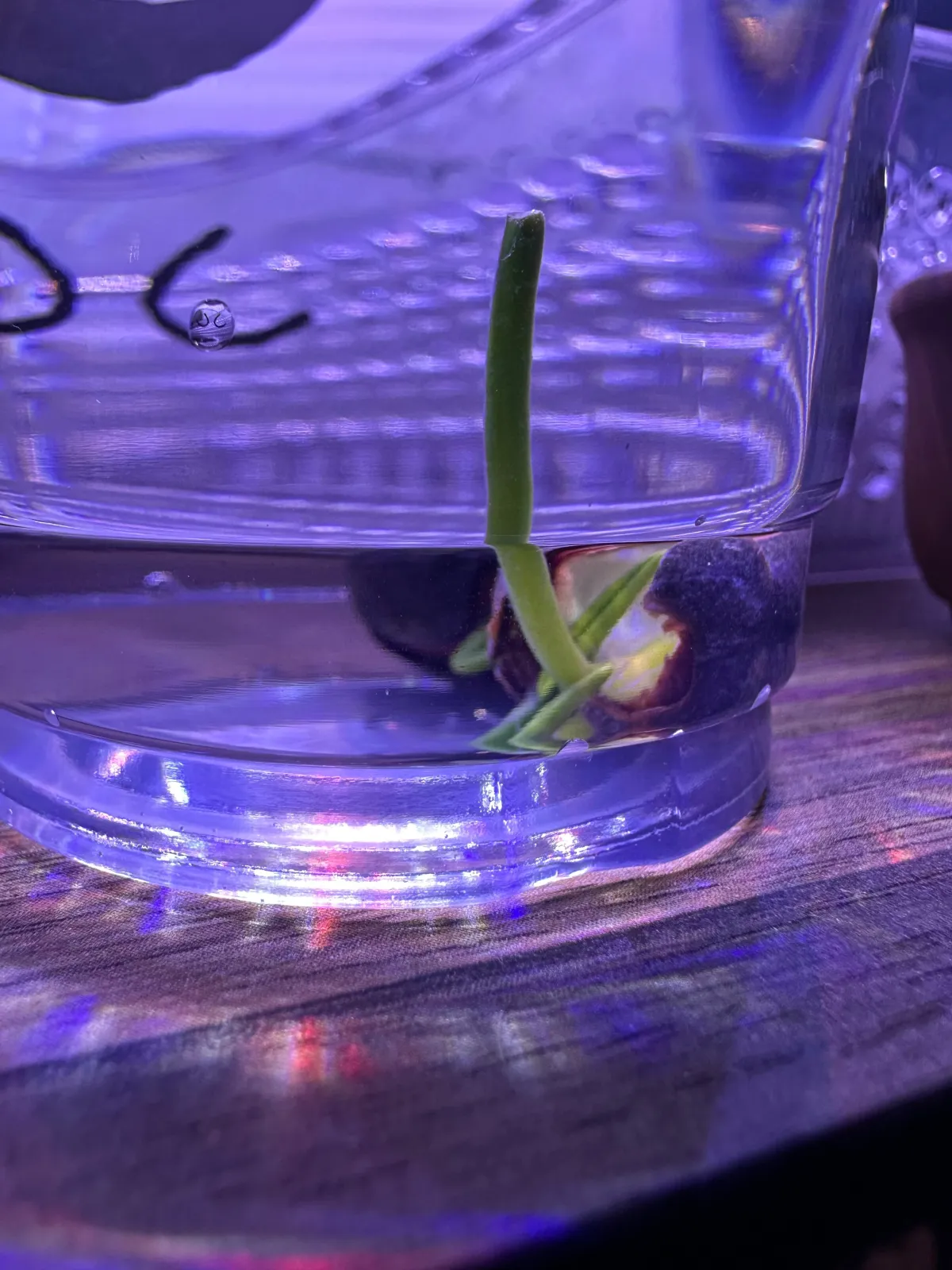 Nelumbo nucifera (ハス ヌキフェラ)