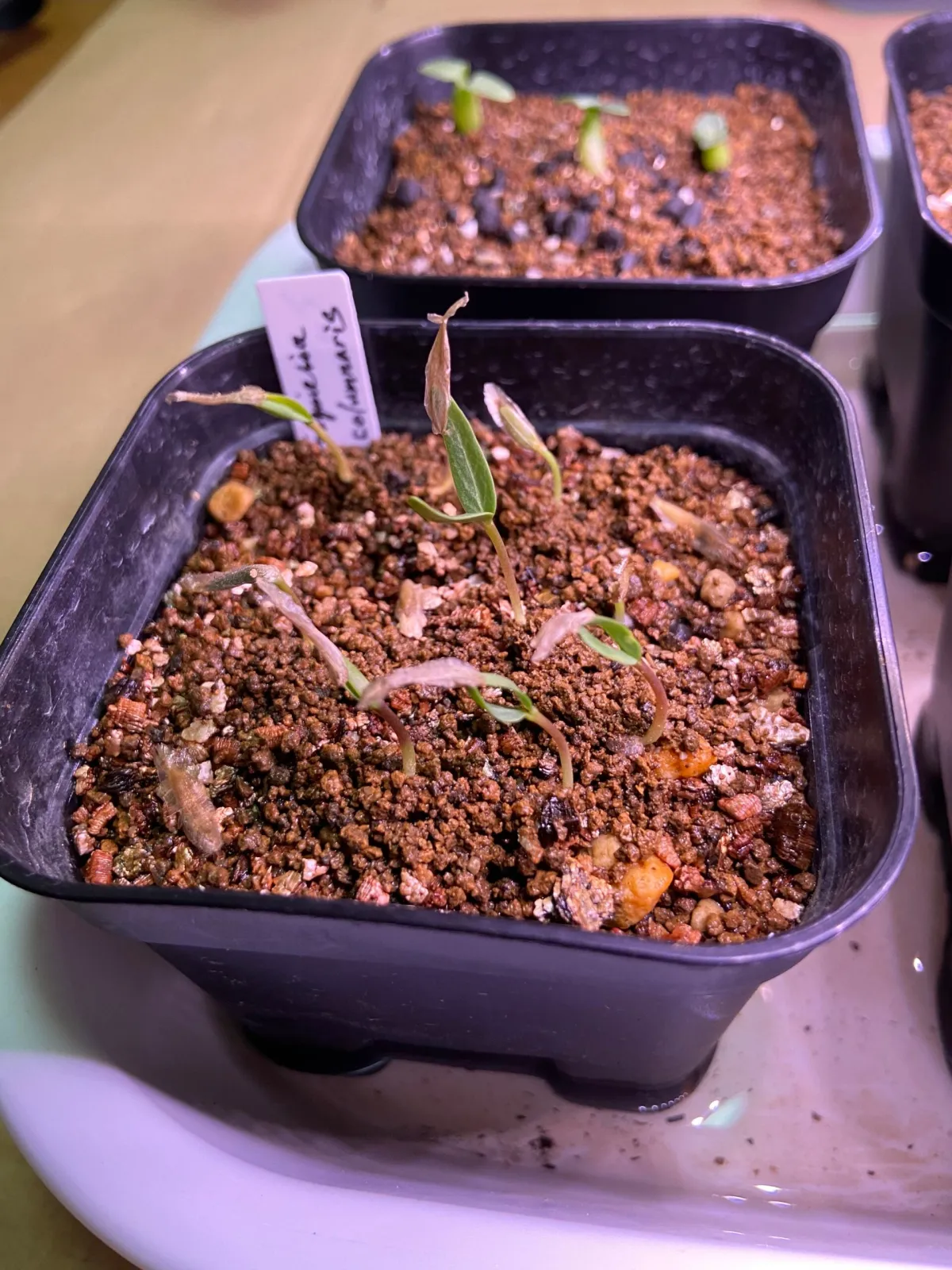 Fouquieria columnaris (フォークイエリア コルムナリス 観峰玉)