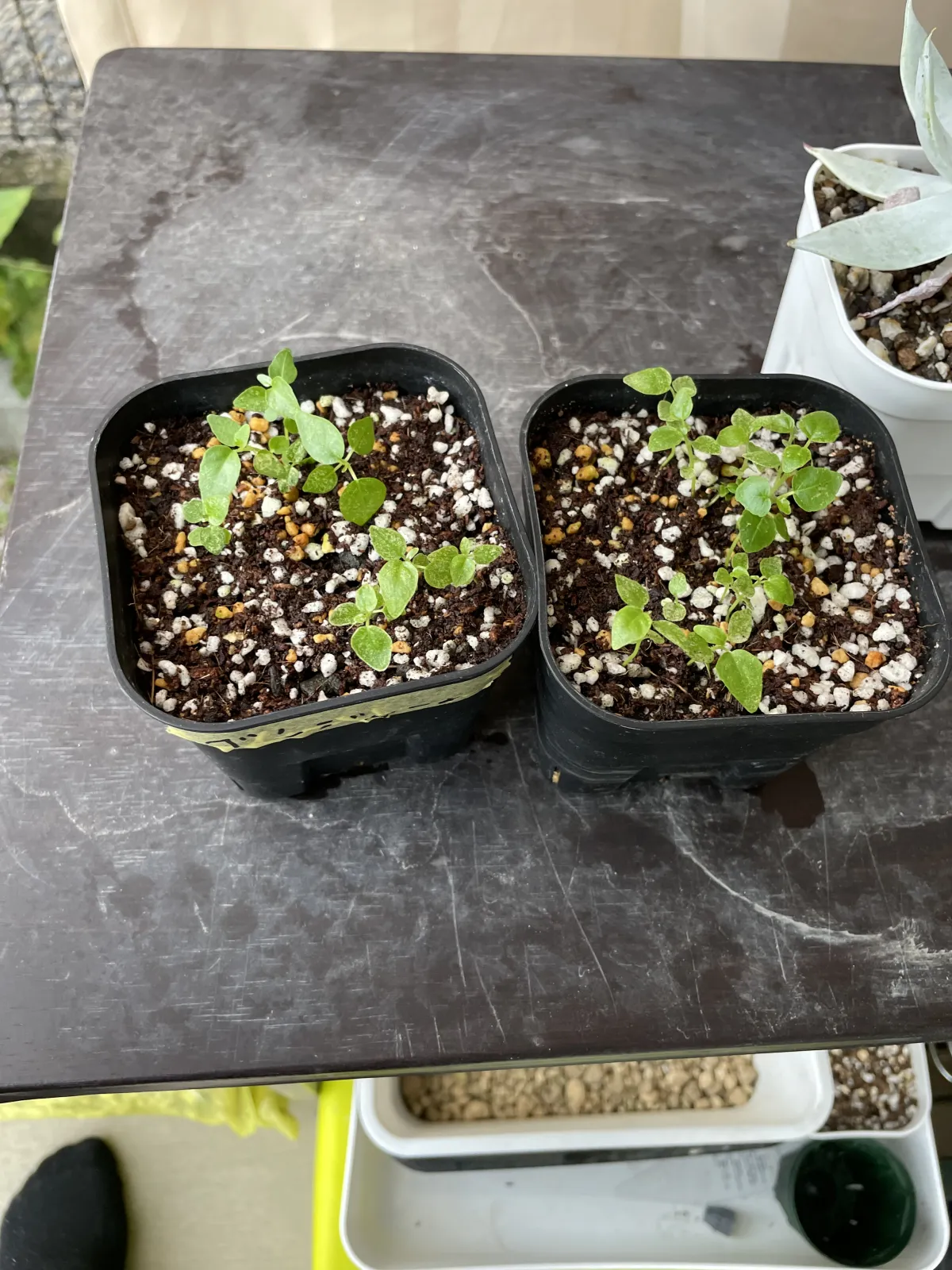 Ficus benjamina (フィカス ベンジャミン)