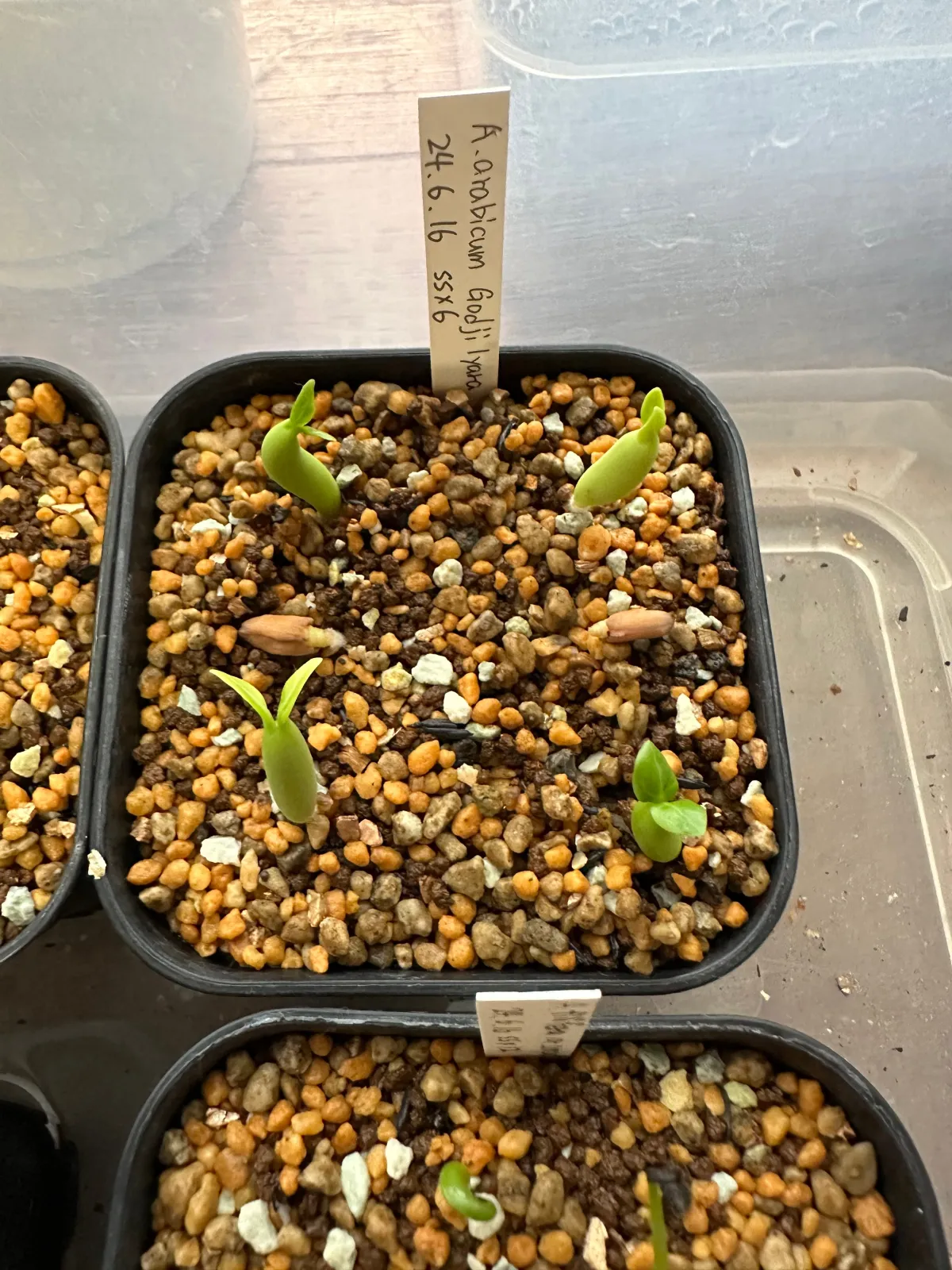 Adenium arabicum Gojji Eyala (アデニウム アラビカムゴッジ イヤラ)