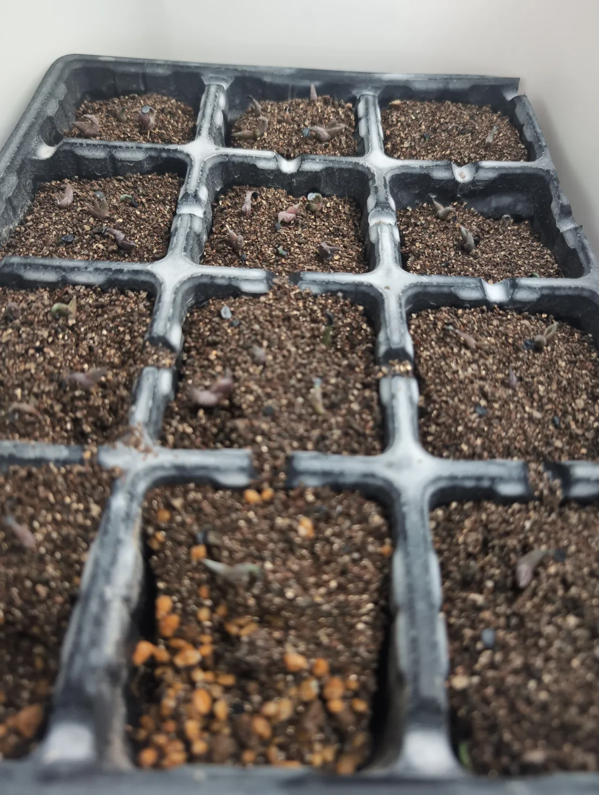 Agave titanota 'Blue' (アガベ チタノタブルー)