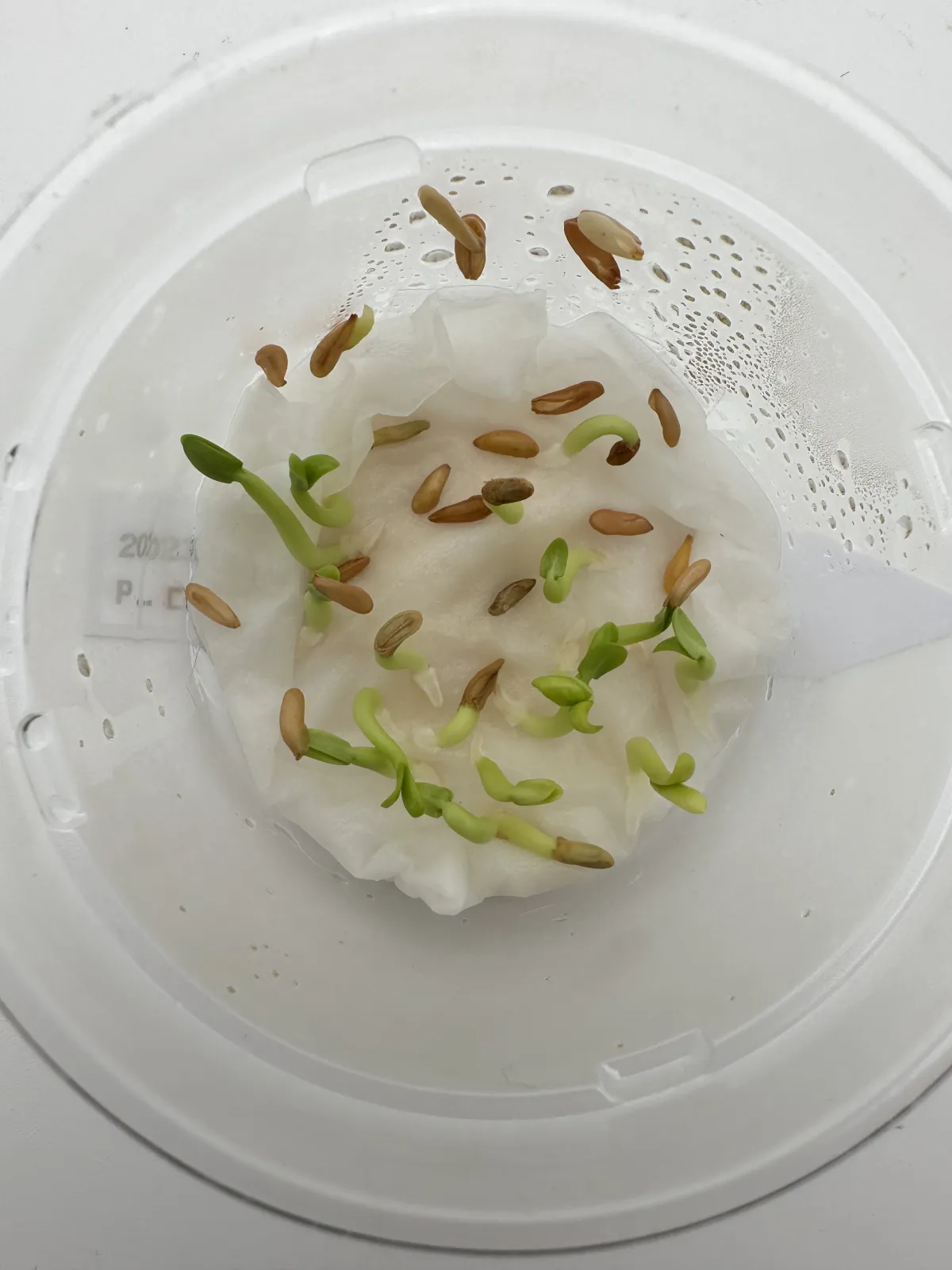 Pachypodium rosulatum (パキポディウム ロスラーツム)