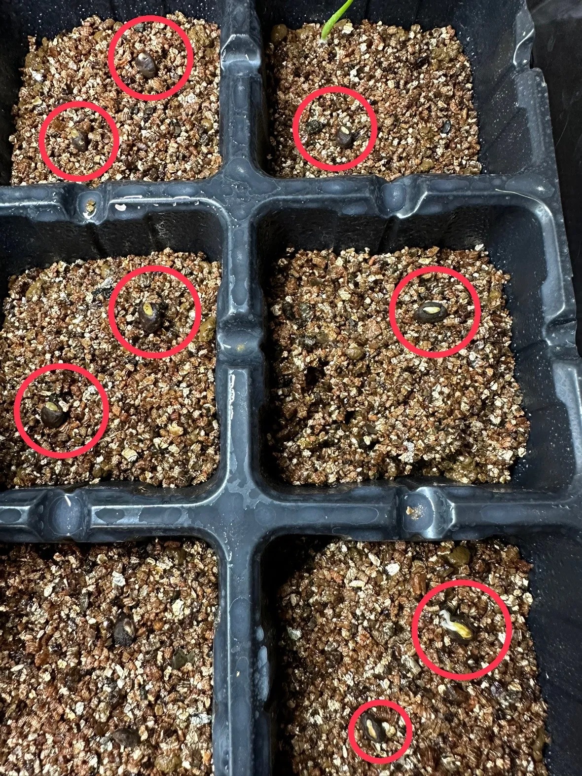 Operculicarya pachypus (オペルクリカリア パキプス)