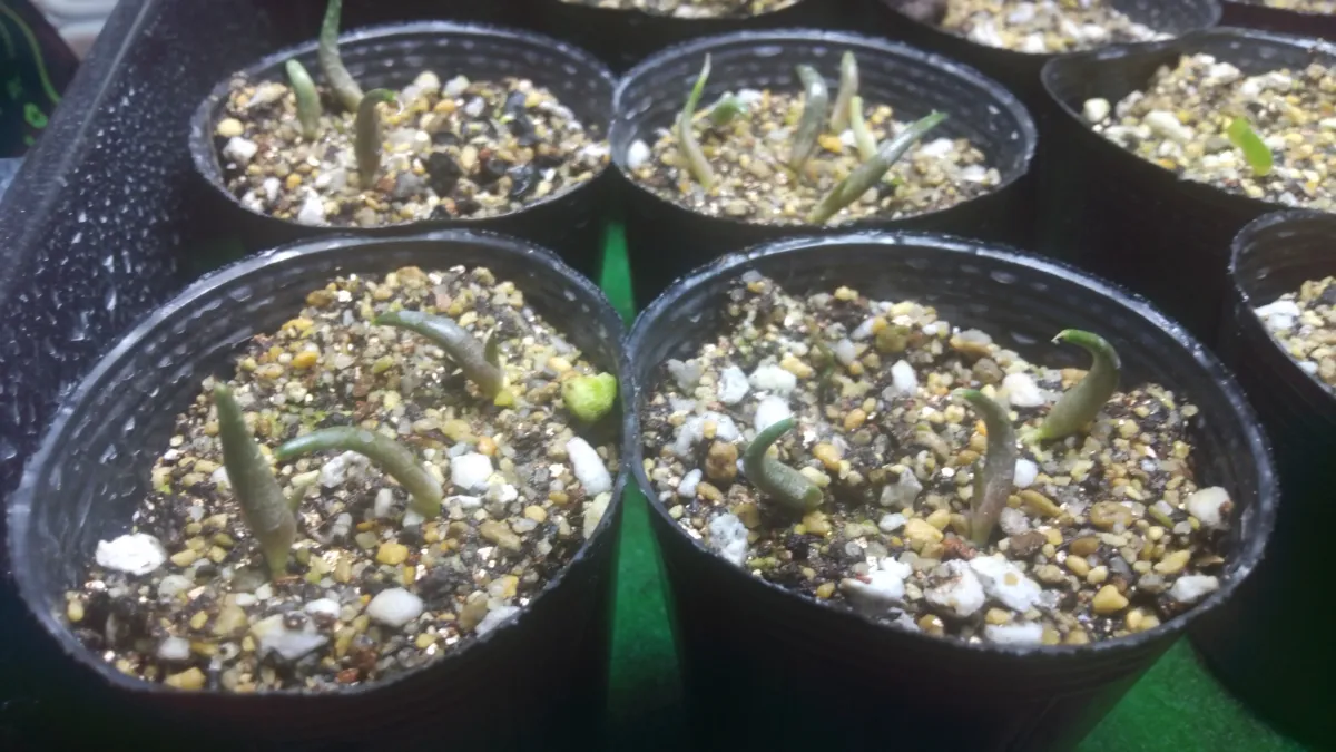 Agave kerchovei 'Huajuapan Red' (アガベ ワフアパンレッド)