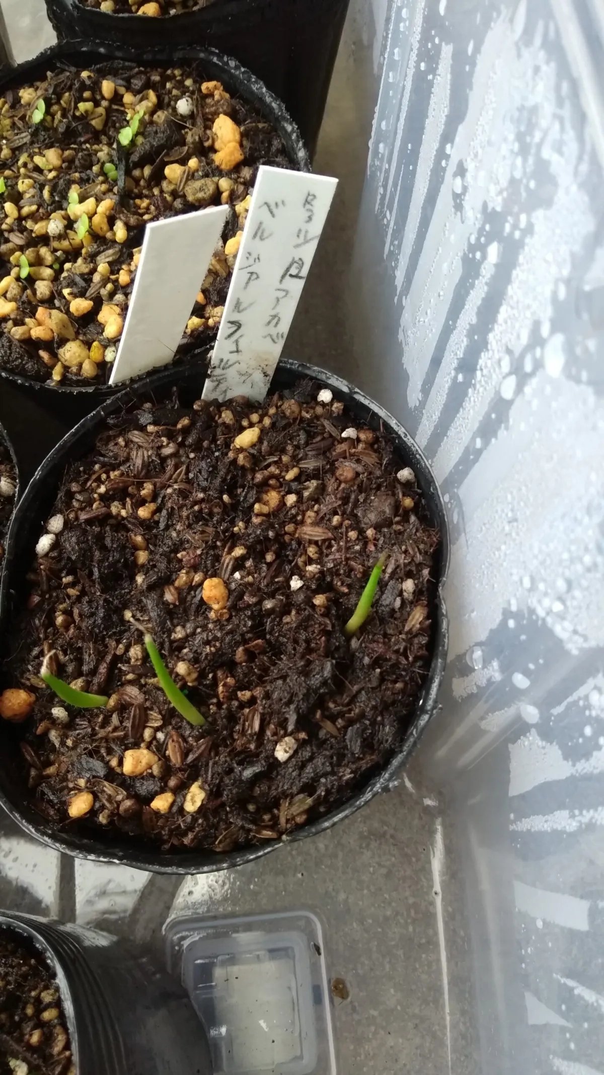 Agave asperrima ssp. zarcensis (アガベ アスペリーマ ザルセンシス)