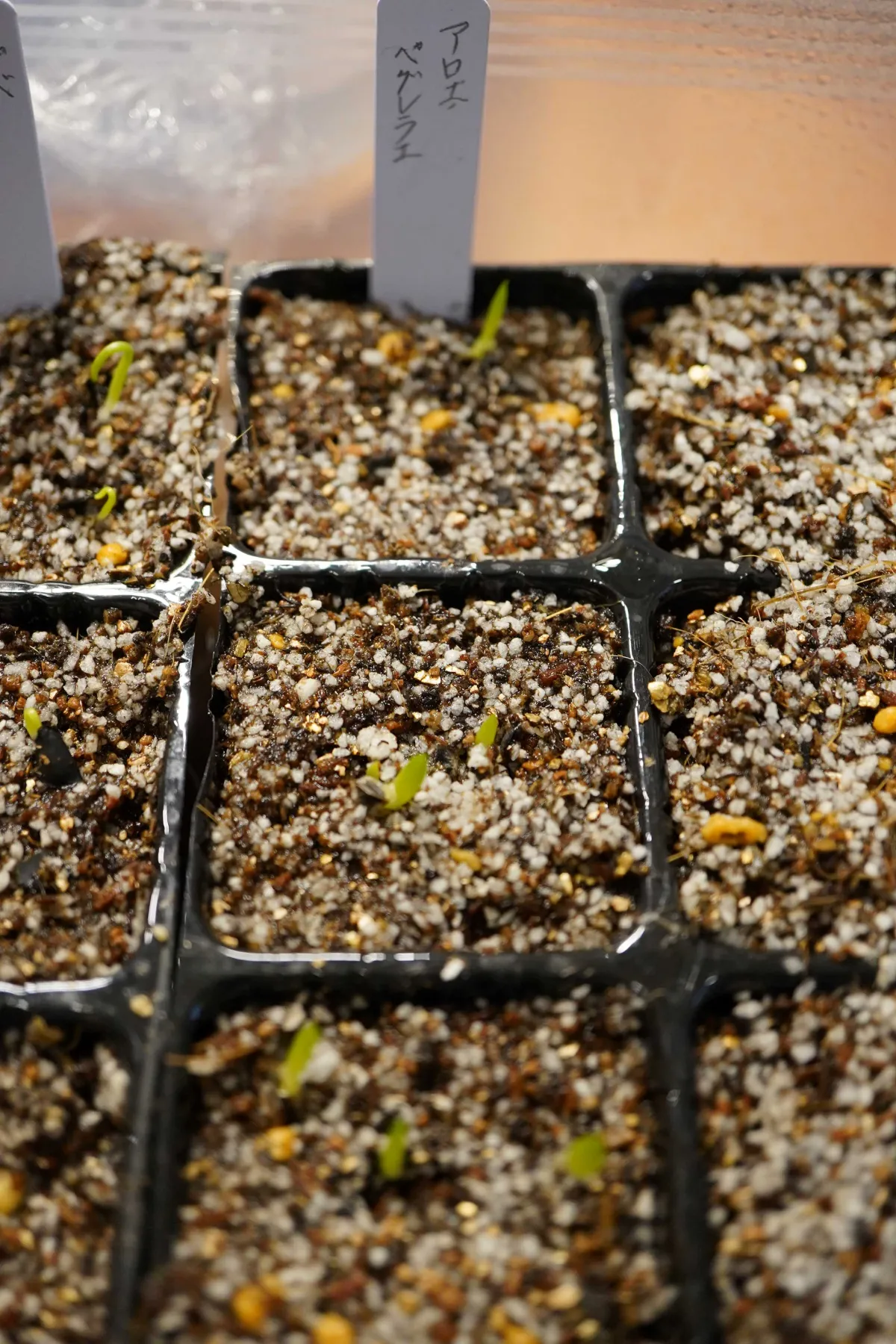 Aloe peglerae (アロエ ペグレラエ)