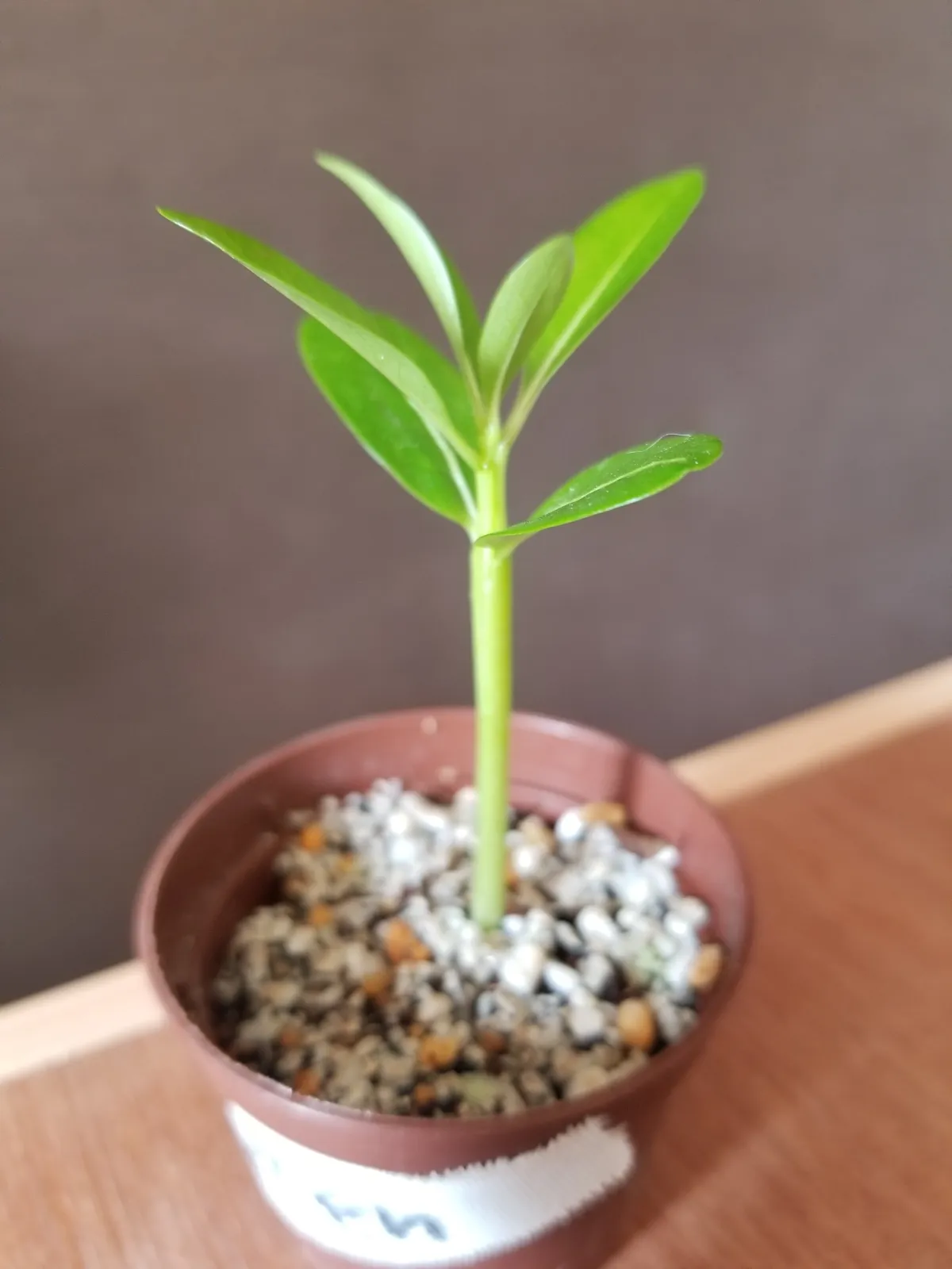 Pachypodium rutenbergianum var. rutenbergianum (パキポディウム ルテンベルギアナム)