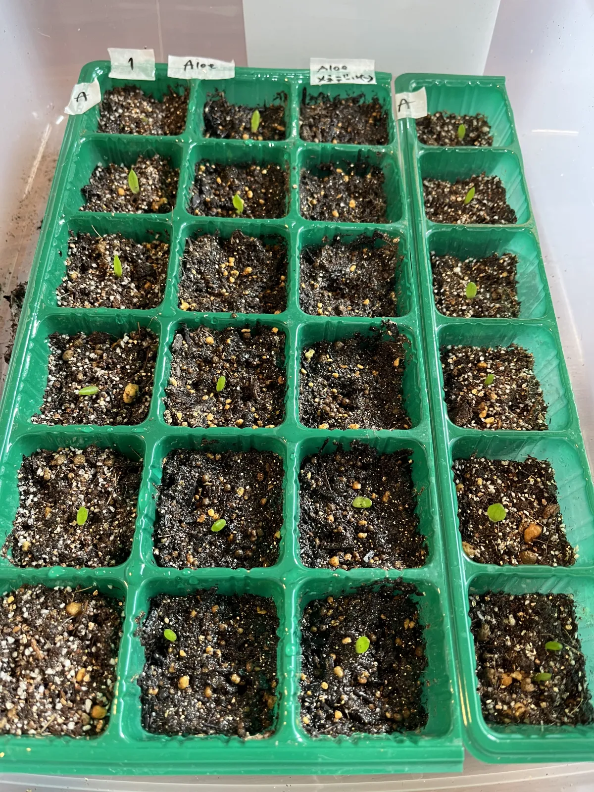 Aloe gariepensis (アロエ ガリエペンシス)