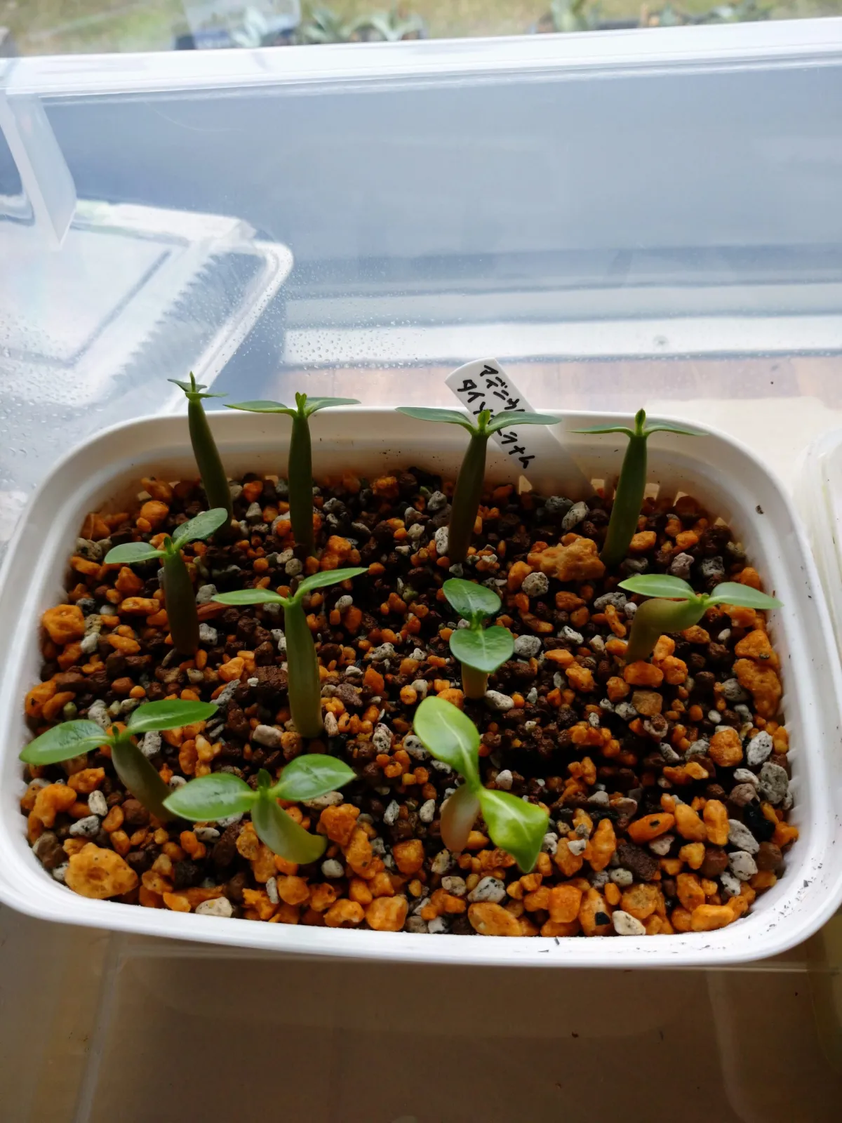 Adenium obesum var. arabicum S1 (アデニウム タイソコトラナムS11)