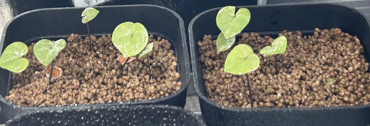 Dioscorea elephantipes (ディオスコレア エレファンティペス アフリカ亀甲竜)