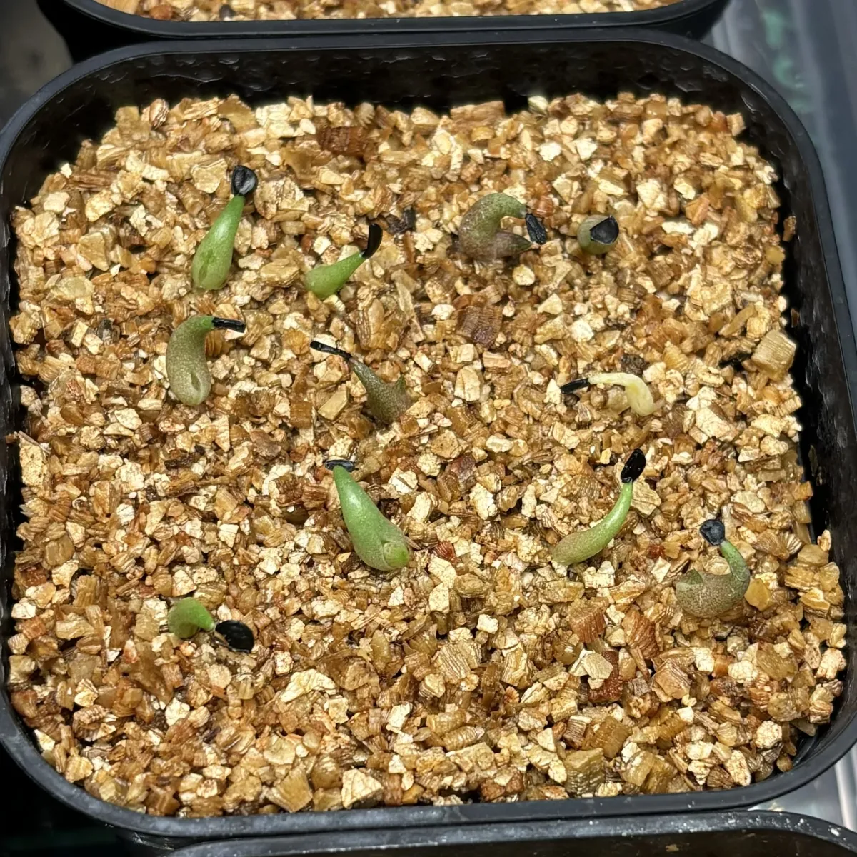 Agave oteroi (アガベ オテロイ)