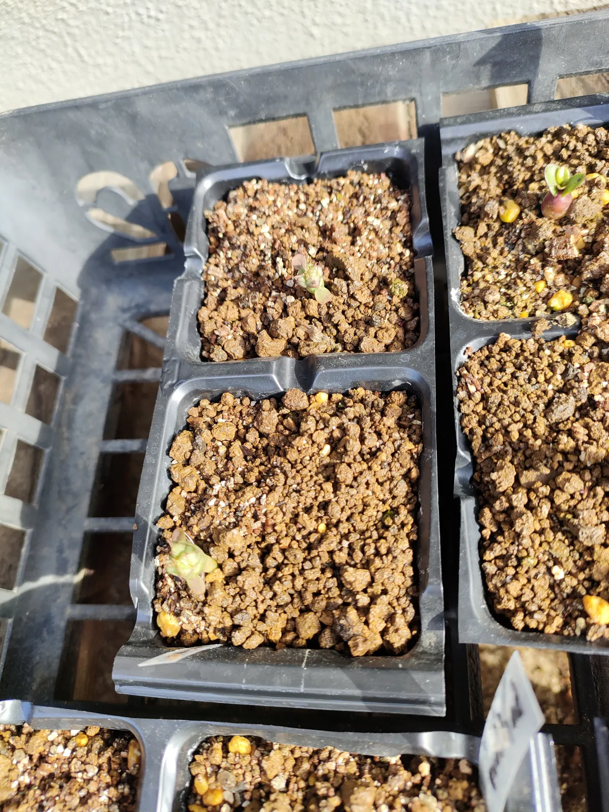 Euphorbia horrida var. norveldensis (ユーフォルビア ホリダ ノーベルデンシス)