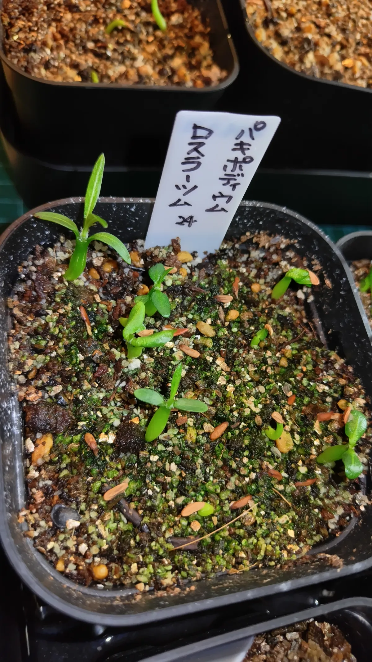 Pachypodium rosulatum ssp. rosulatum (パキポディウム ロスラーツム)