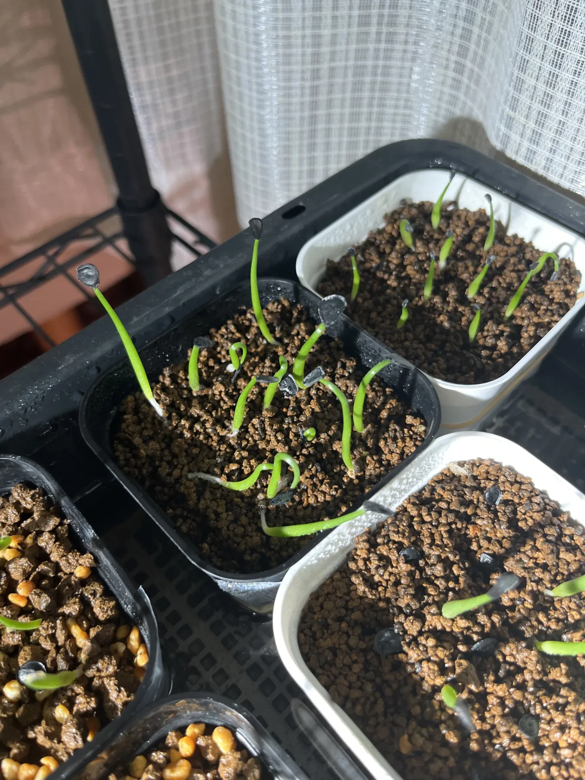  アガベ ミックス Agave Mix