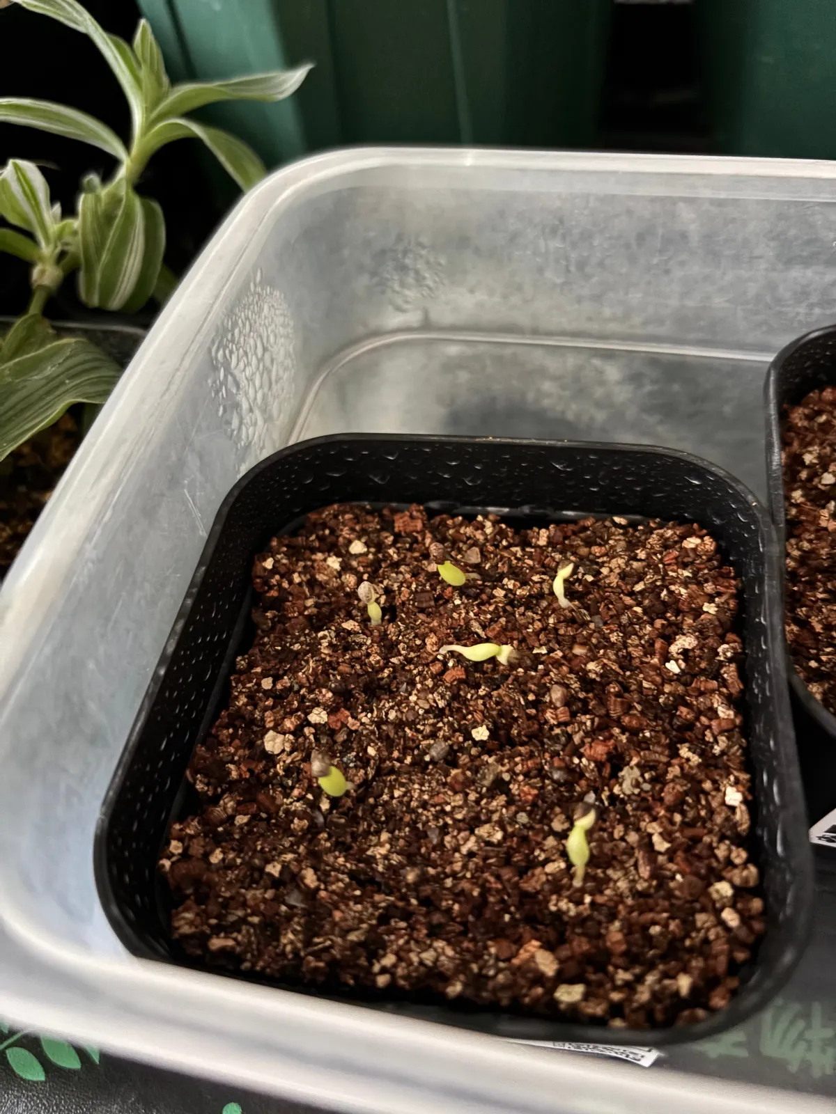 Euphorbia enopla (ユーフォルビア エノプラ 紅彩閣)