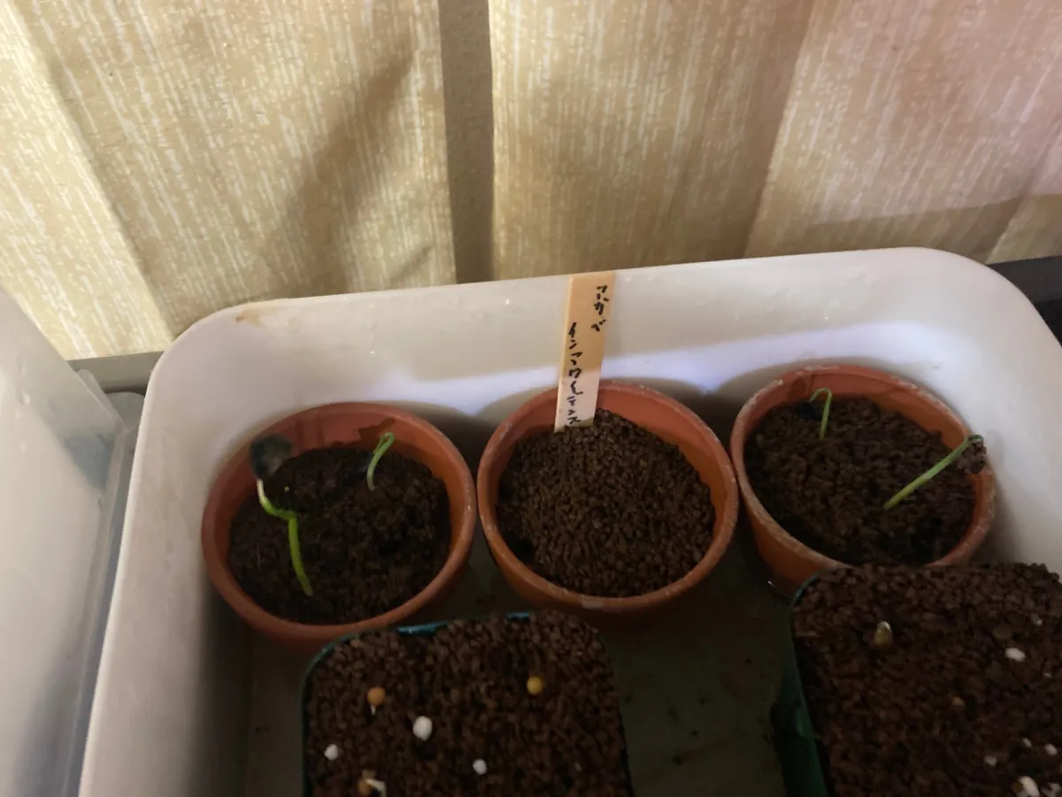 Agave inaequidens (アガベ インアクイデンス)