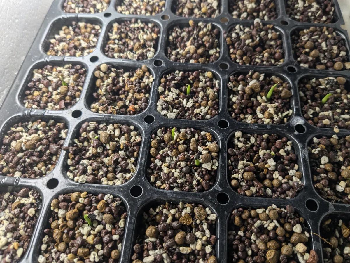 Agave americana ssp. americana (アガベ アメリカーナ)