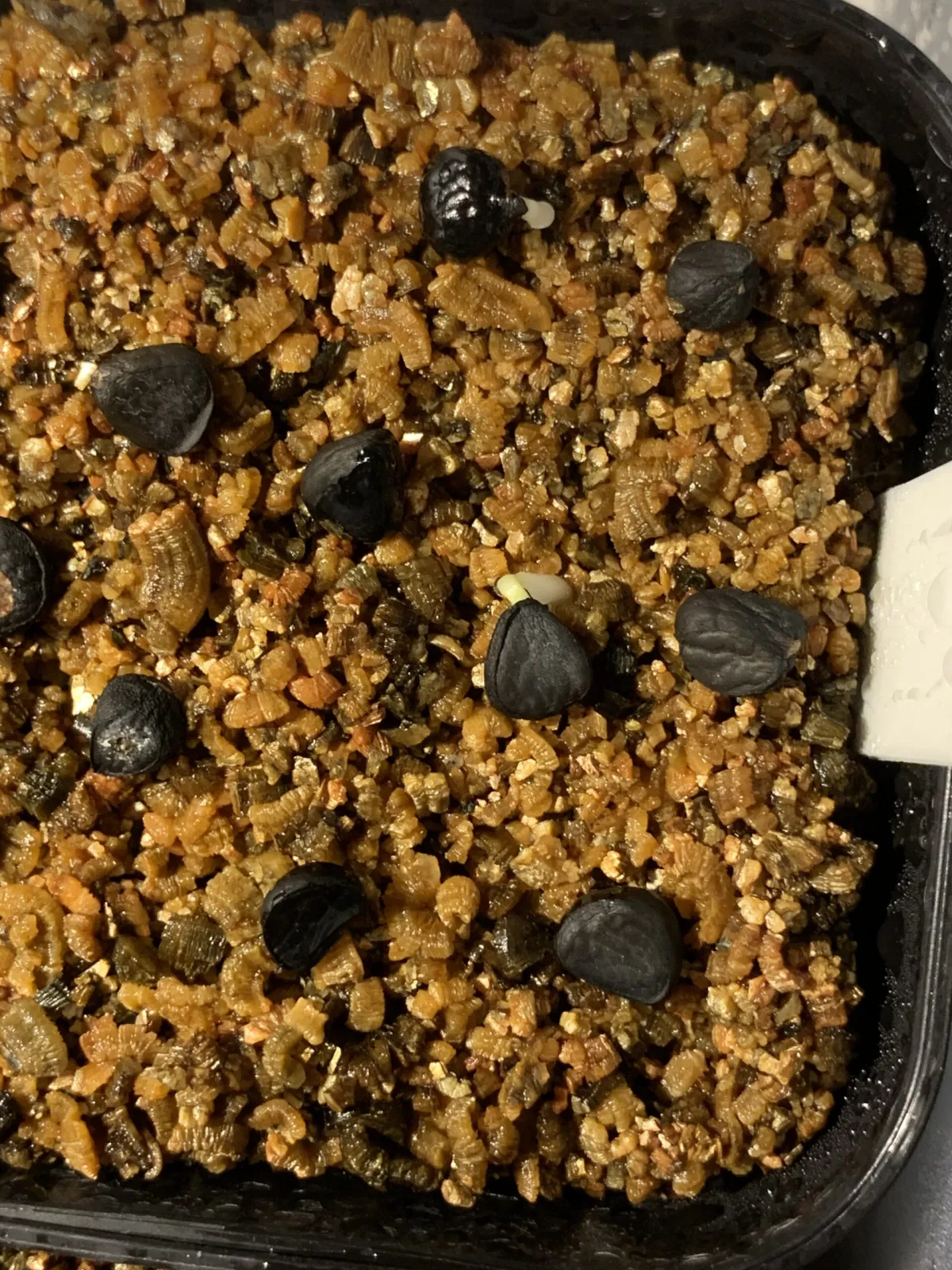 Yucca filifera (ユッカ フィリフェラ)