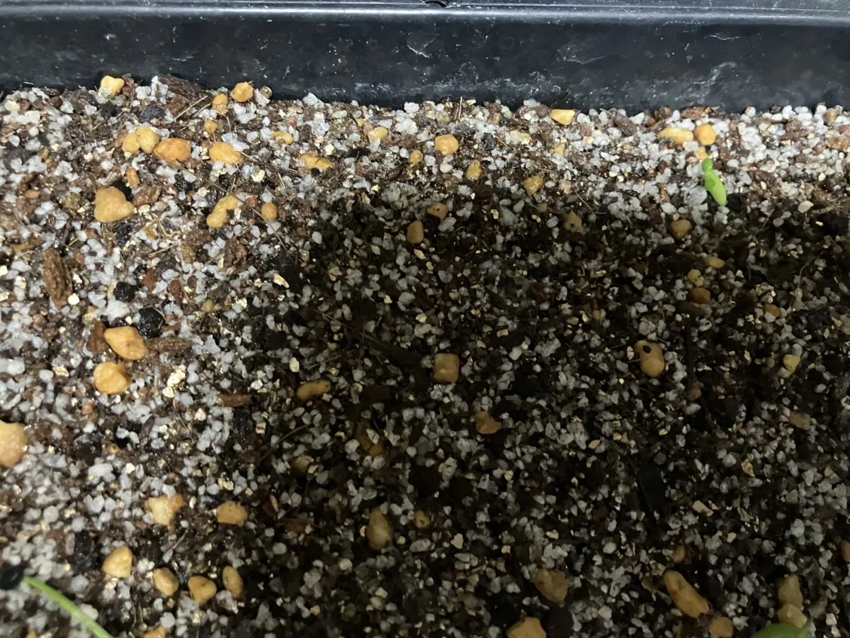 Euphorbia stellata (ユーフォルビア ステラータ 飛竜)