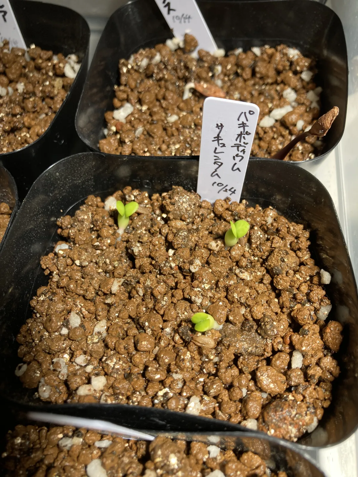 Pachypodium succulentum (パキポディウム サキュレンタム 天馬空)