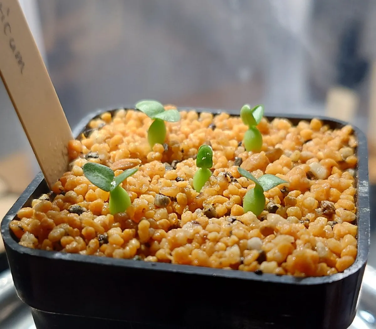 Pachypodium enigmaticum (パキポディウム エニグマチカム)