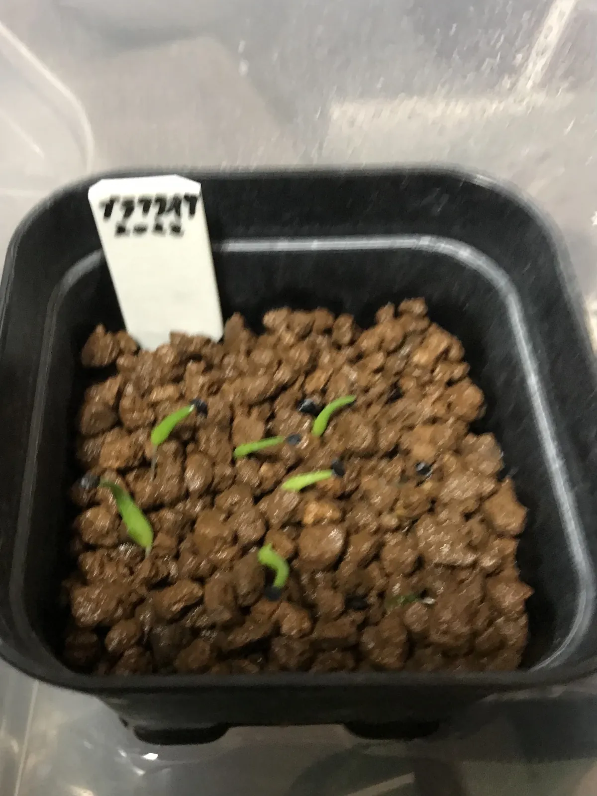 Agave bracteosa (アガベ ブラクテオーサ)