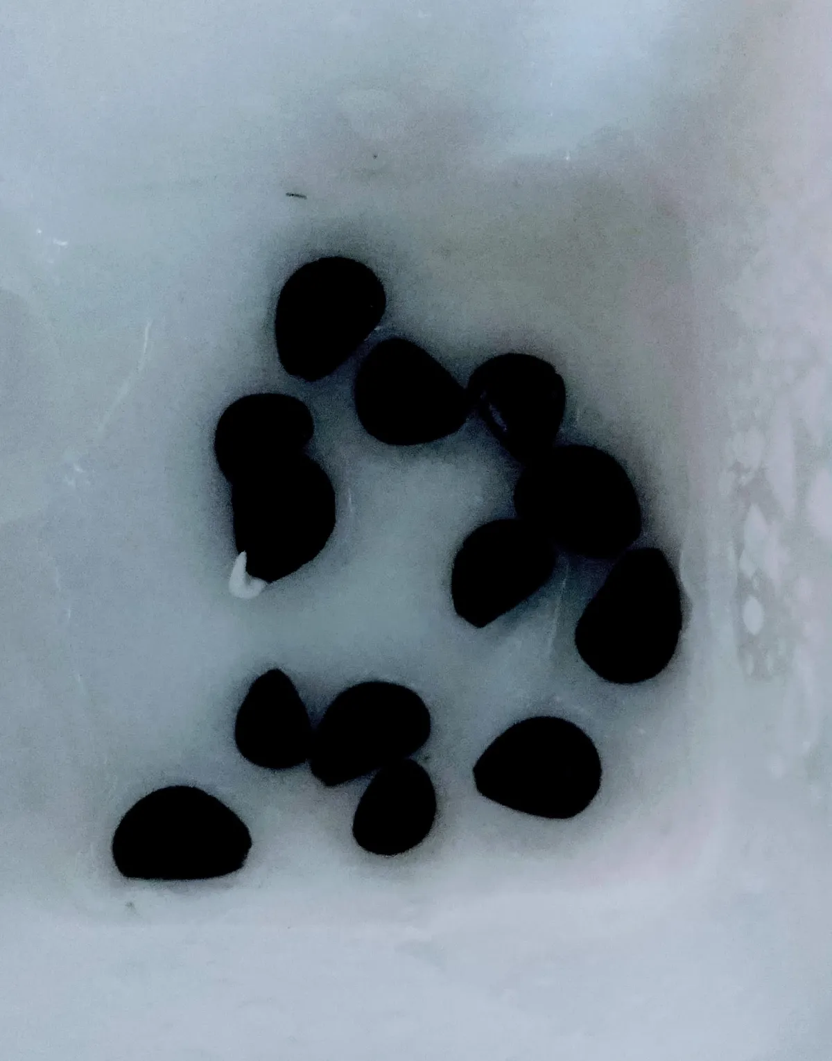 Yucca coahuilensis (ユッカ コアフイレンシスブルー)