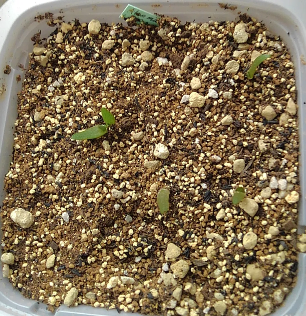 Aloe marlothii subsp. marlothii (アロエ マルロシー)