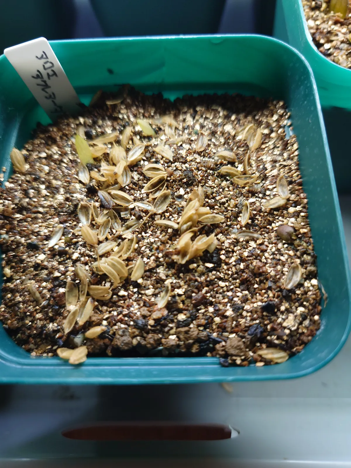 Aloe aculeata (アロエ アクレアータ)