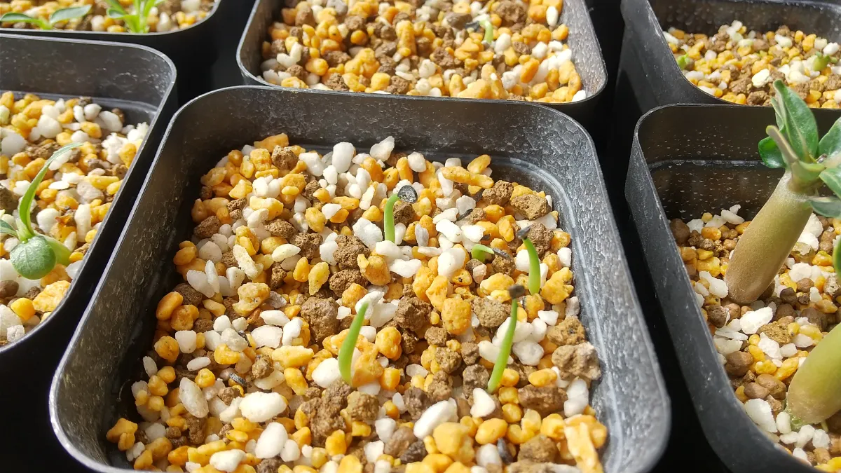 Agave difformis (アガベ ディフォルミス)