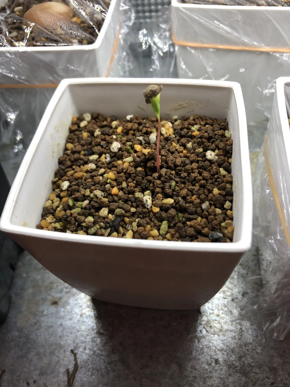 Operculicarya borealis (オペルクリカリア ボレアリス)