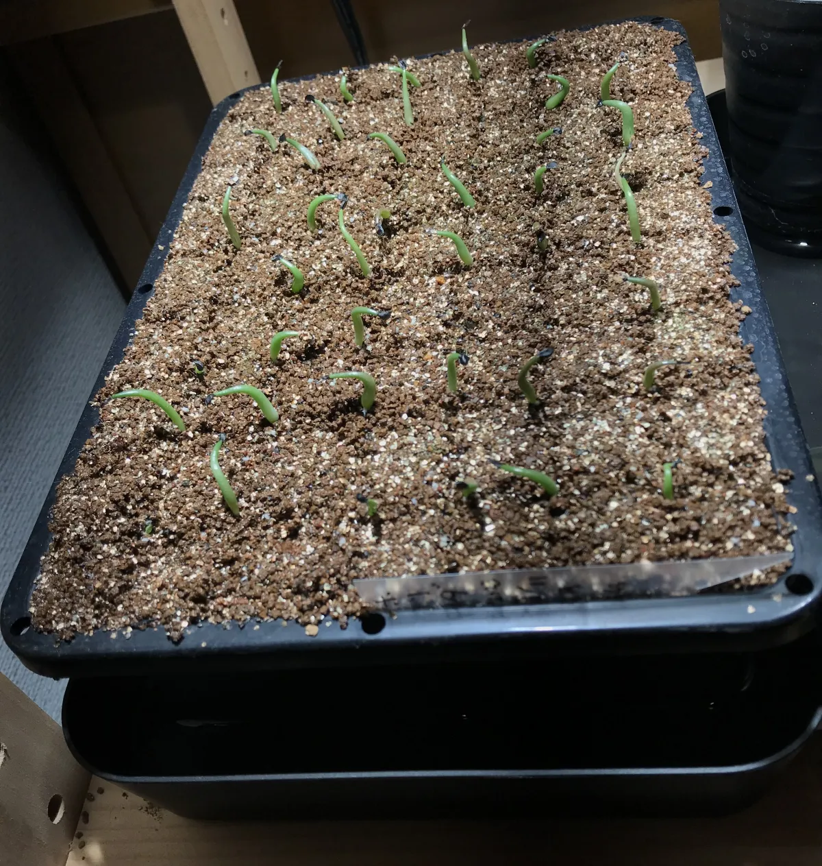 Agave horrida ssp. horrida (アガベ ホリダ)