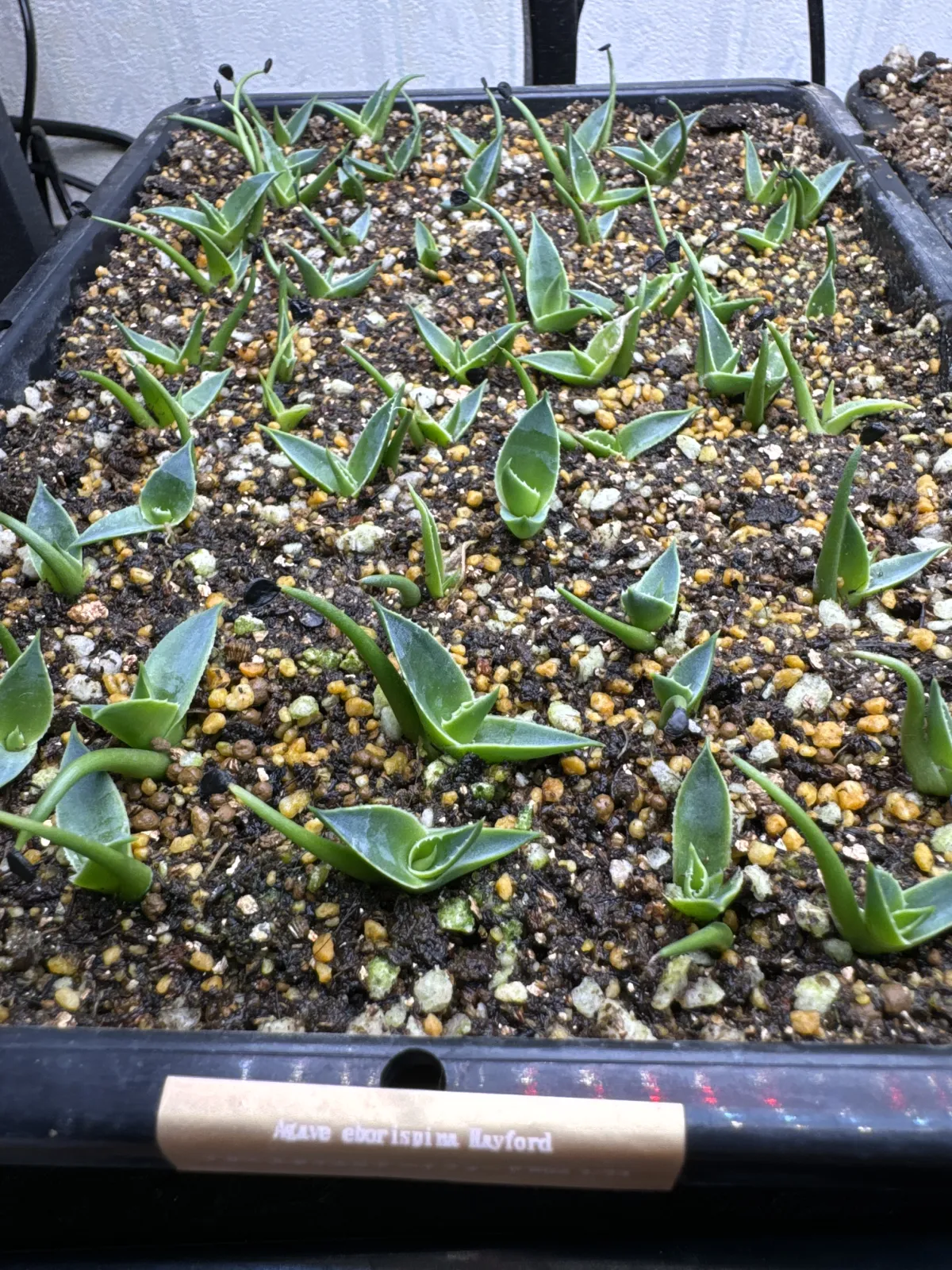 Agave utahensis var. eborispina 'Hayford' (アガベ エボリスピナ ヘイフォード)