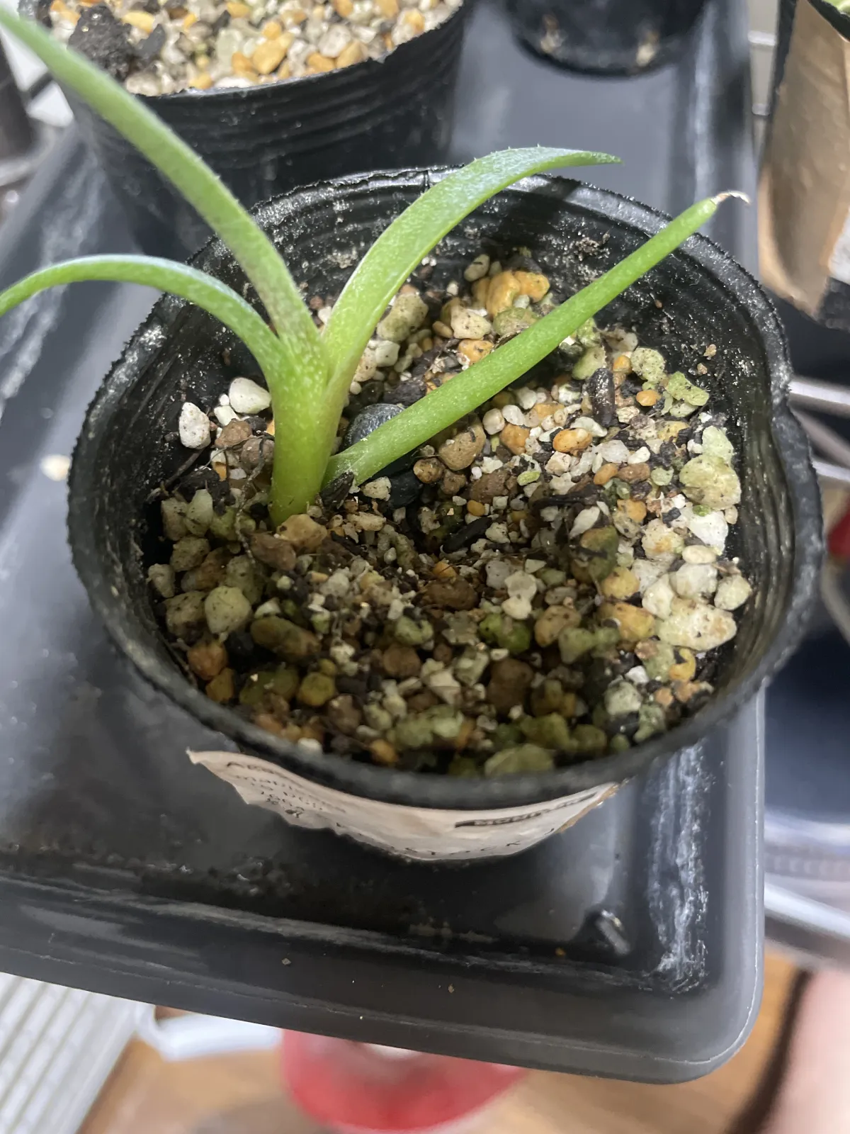 Agave mapisaga (アガベ マピサガ)