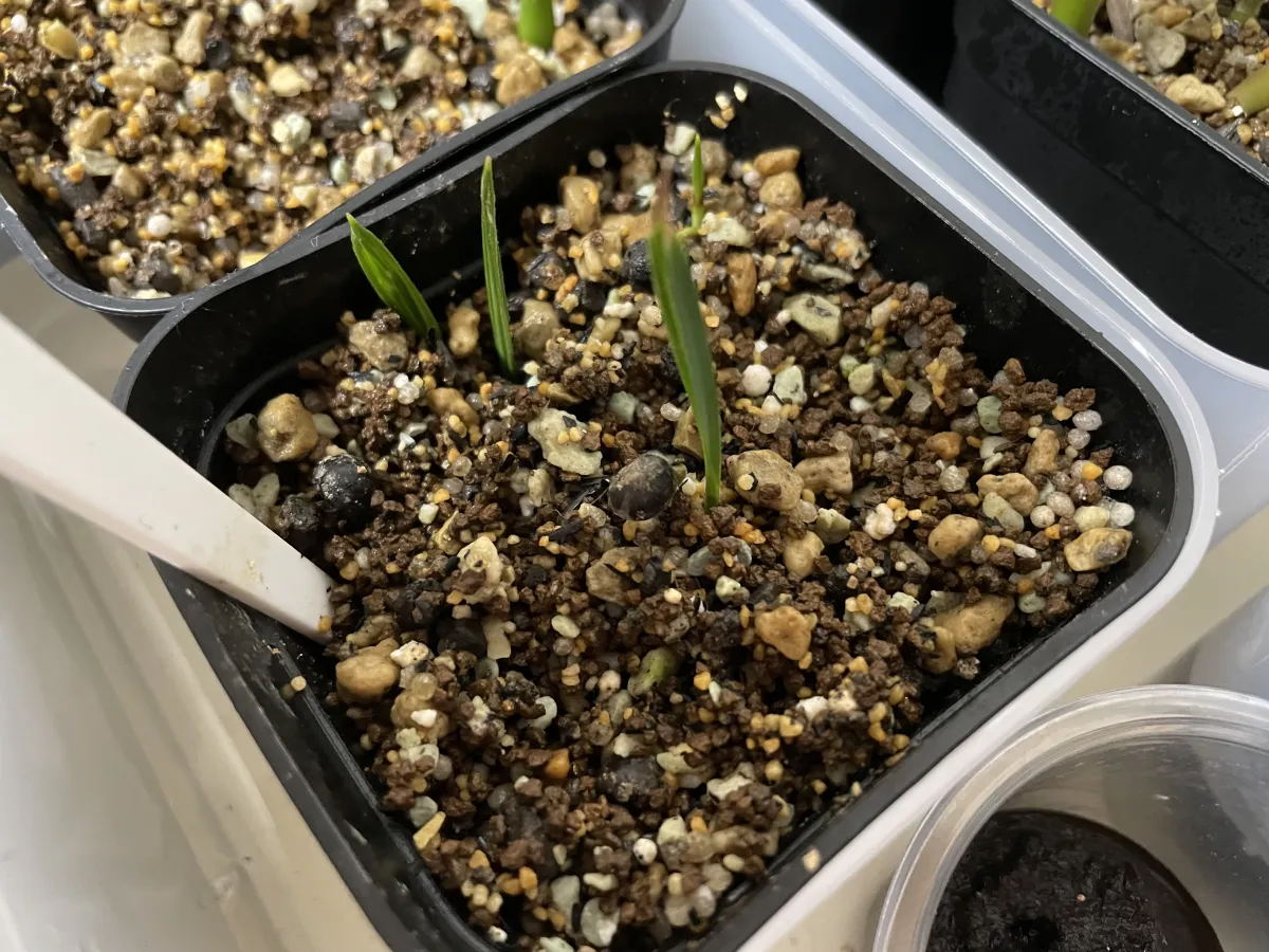 Sabal palmetto 'Lisa' (サバル パルメット 'リサ')