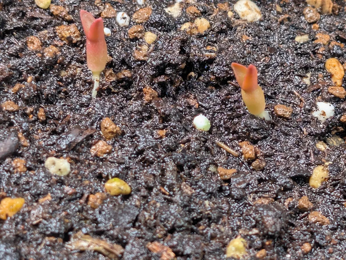 Tephrocactus geometricus (テフロカクタス ゲオメトリクス)