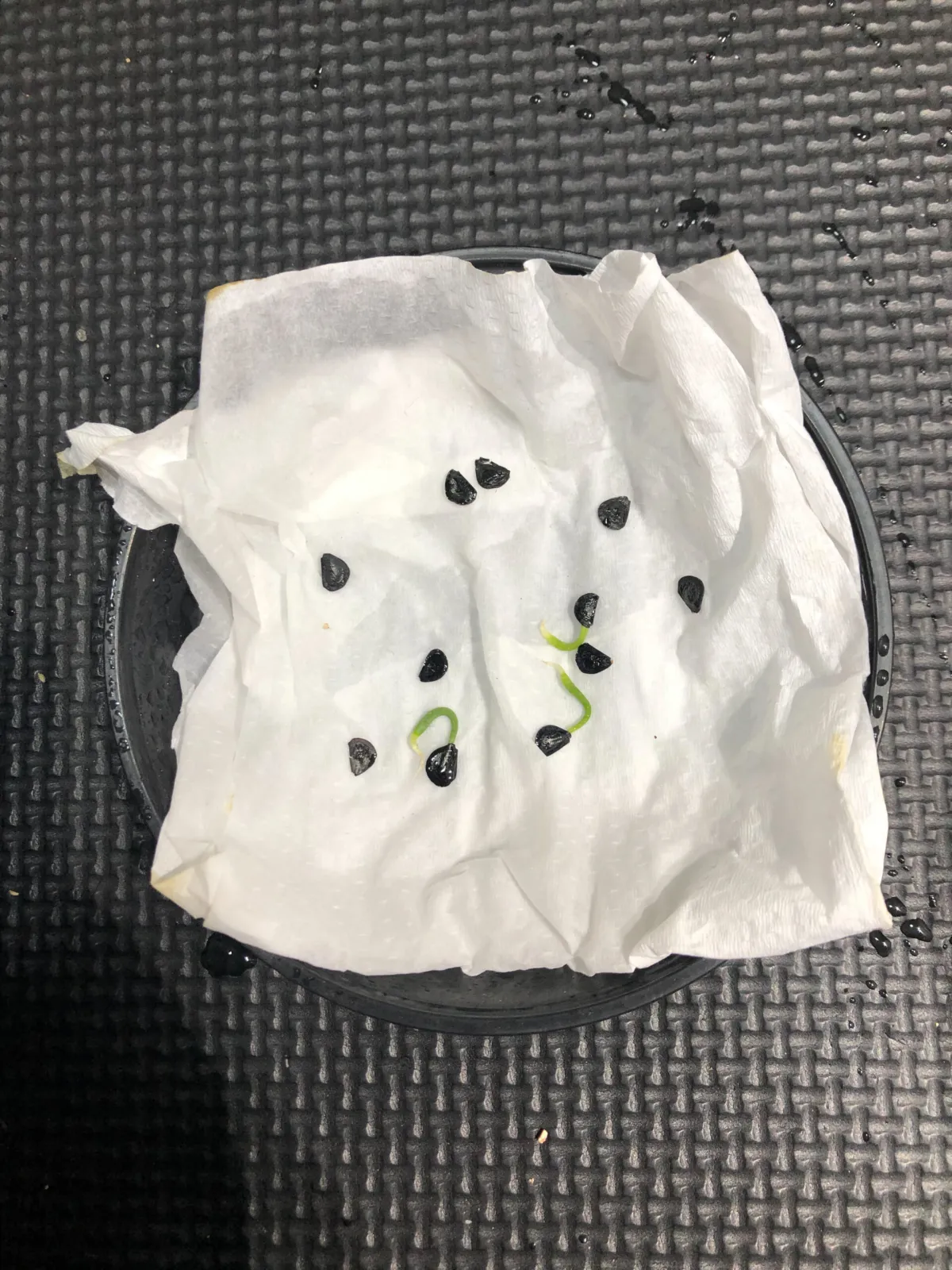 Agave mapisaga var. lisa (アガベ マピサガ リサ)