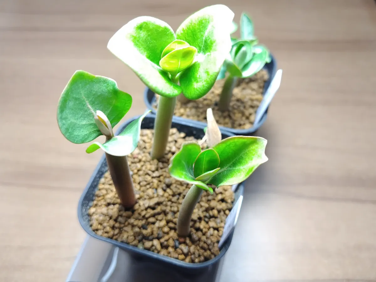 Adenium arabicum (アデニウム アラビカム)