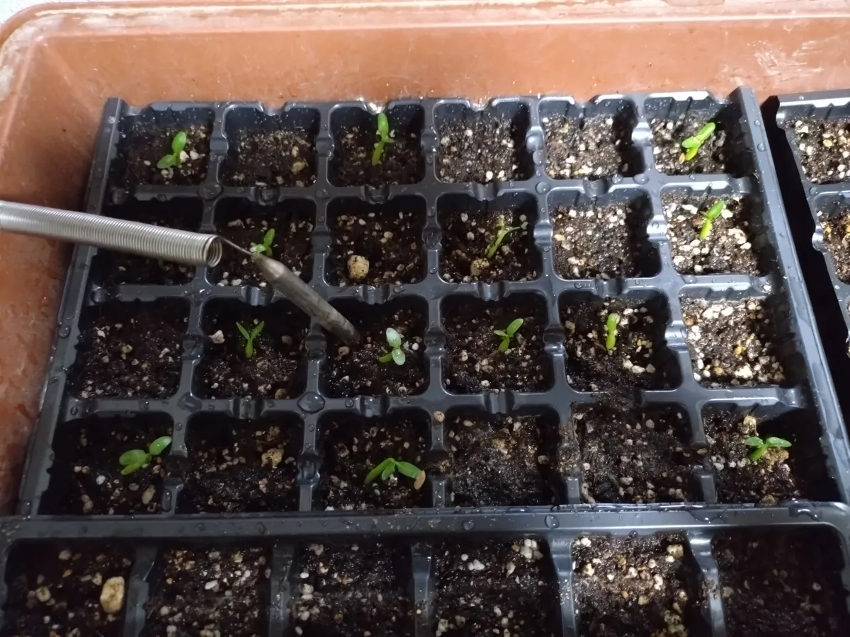 Pachypodium rosulatum var. gracilius (パキポディウム グラキリス)