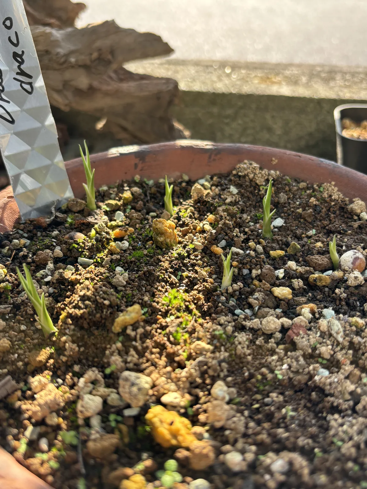 Dracaena draco subsp. draco (ドラセナ ドラコ)