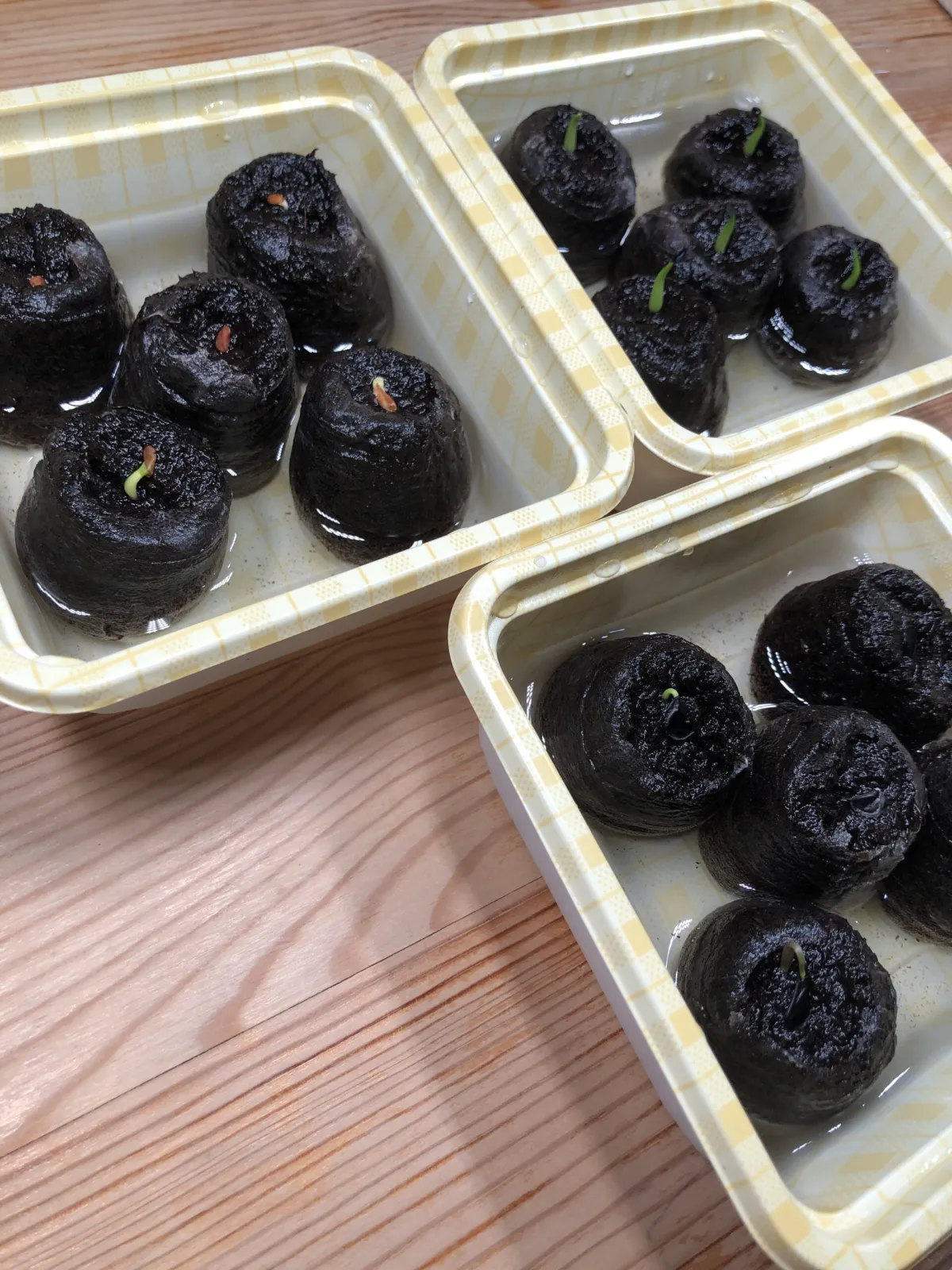 Agave victoriae-reginae (アガベ ビクトリアレジーナエ 笹の雪)