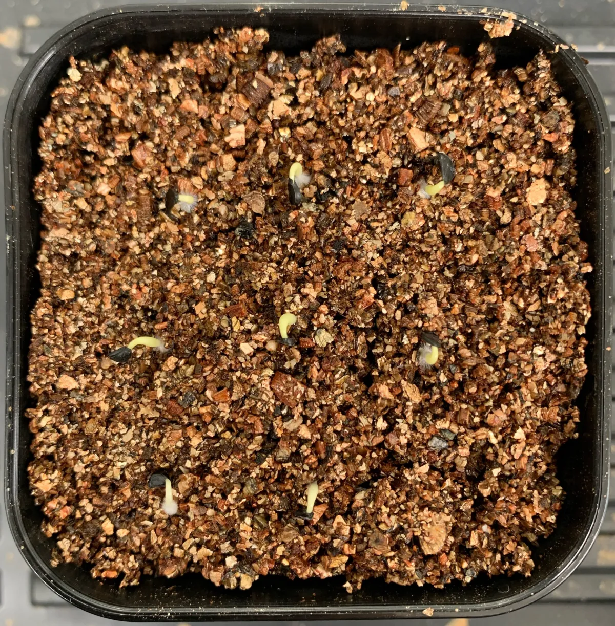 Agave victoriae-reginae ssp. swobodae 'Compacta' (アガベ スワボダエ コンパクタ‘’)