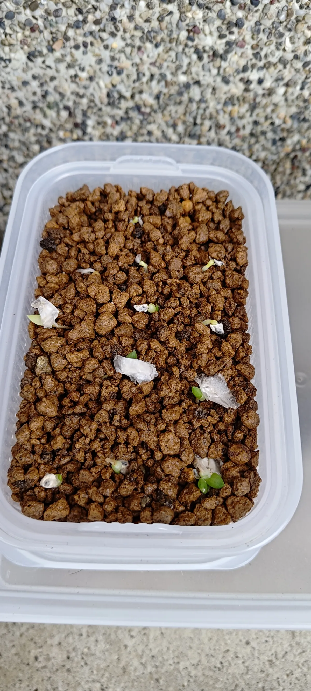 Aloe variegata Chiyoda Nishiki (アロエ 千代田錦)