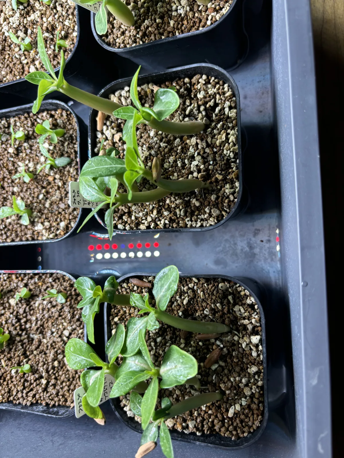 Adenium obesum thai (アデニウム タイ ソコトラナム)